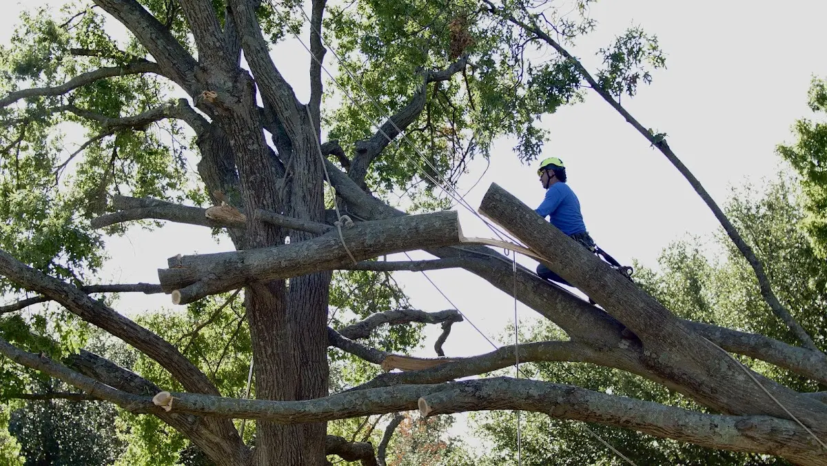 Professional Hazardous Tree Removal performed by certified arborists in Laurens